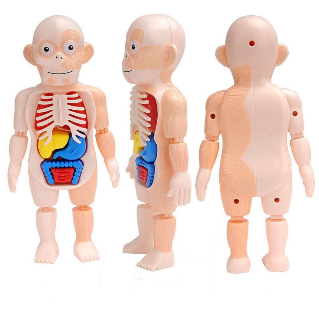 Jouet Enfant Modèle Anatomique de Torse Humain – لعبة أطفال لنموذج تشريحي لجذع الإنسانJouet Enfant Modèle Anatomique de Torse Humain – لعبة أطفال لنموذج تشريحي لجذع الإنسان