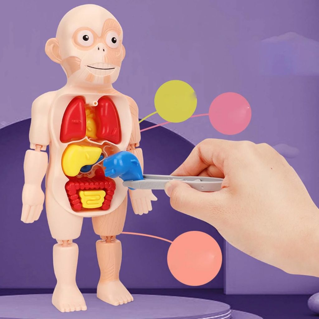 Jouet Enfant Modèle Anatomique de Torse Humain – لعبة أطفال لنموذج تشريحي لجذع الإنسانJouet Enfant Modèle Anatomique de Torse Humain – لعبة أطفال لنموذج تشريحي لجذع الإنسان