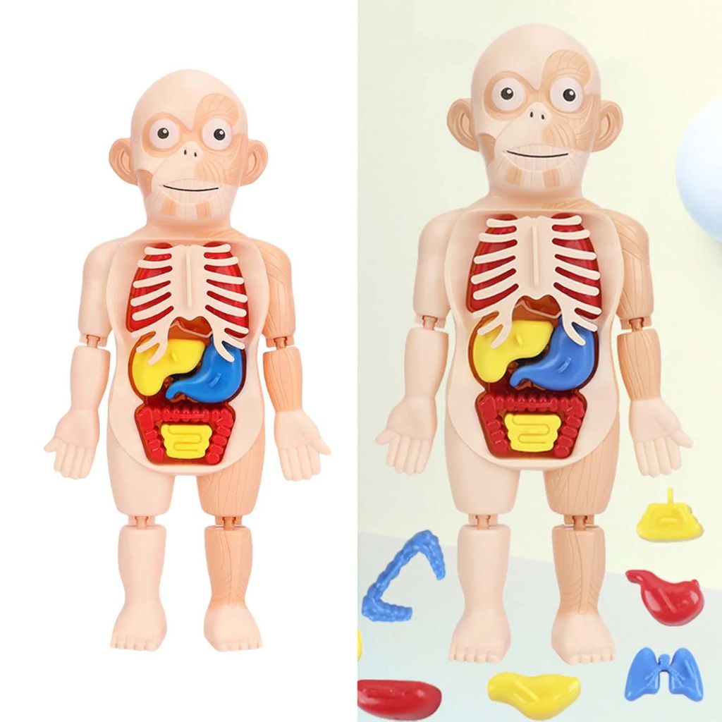Jouet Enfant Modèle Anatomique de Torse Humain – لعبة أطفال لنموذج تشريحي لجذع الإنسانJouet Enfant Modèle Anatomique de Torse Humain – لعبة أطفال لنموذج تشريحي لجذع الإنسان