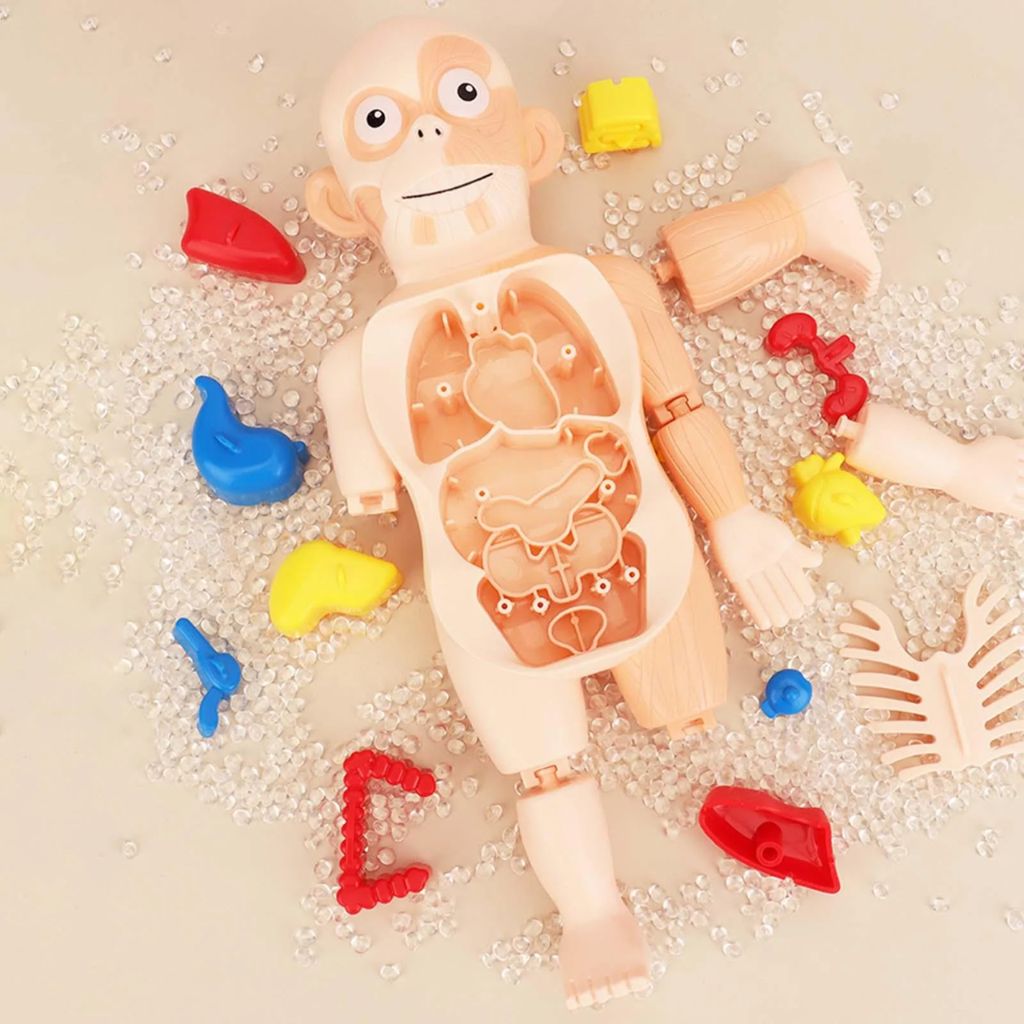 Jouet Enfant Modèle Anatomique de Torse Humain – لعبة أطفال لنموذج تشريحي لجذع الإنسانJouet Enfant Modèle Anatomique de Torse Humain – لعبة أطفال لنموذج تشريحي لجذع الإنسان