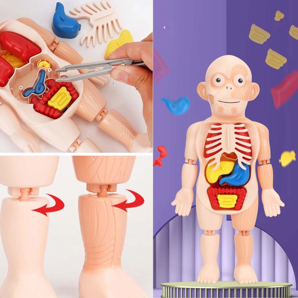 Jouet Enfant Modèle Anatomique de Torse Humain – لعبة أطفال لنموذج تشريحي لجذع الإنسانJouet Enfant Modèle Anatomique de Torse Humain – لعبة أطفال لنموذج تشريحي لجذع الإنسان