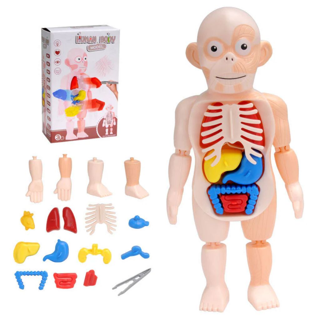 Jouet Enfant Modèle Anatomique de Torse Humain – لعبة أطفال لنموذج تشريحي لجذع الإنسانJouet Enfant Modèle Anatomique de Torse Humain – لعبة أطفال لنموذج تشريحي لجذع الإنسان