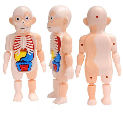 Jouet Enfant Modèle Anatomique de Torse Humain – لعبة أطفال لنموذج تشريحي لجذع الإنسانJouet Enfant Modèle Anatomique de Torse Humain – لعبة أطفال لنموذج تشريحي لجذع الإنسان