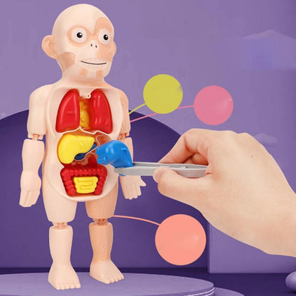 Jouet Enfant Modèle Anatomique de Torse Humain – لعبة أطفال لنموذج تشريحي لجذع الإنسانJouet Enfant Modèle Anatomique de Torse Humain – لعبة أطفال لنموذج تشريحي لجذع الإنسان