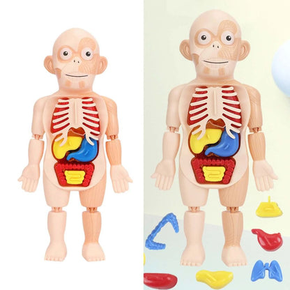 Jouet Enfant Modèle Anatomique de Torse Humain – لعبة أطفال لنموذج تشريحي لجذع الإنسانJouet Enfant Modèle Anatomique de Torse Humain – لعبة أطفال لنموذج تشريحي لجذع الإنسان
