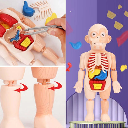 Jouet Enfant Modèle Anatomique de Torse Humain – لعبة أطفال لنموذج تشريحي لجذع الإنسانJouet Enfant Modèle Anatomique de Torse Humain – لعبة أطفال لنموذج تشريحي لجذع الإنسان